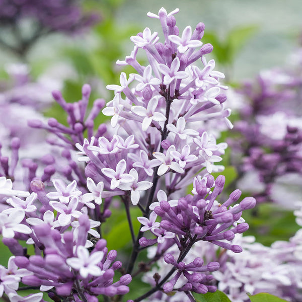 Korean Lilac Tree Buy Online from PlantingTree