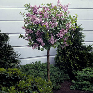 Korean Lilac Tree