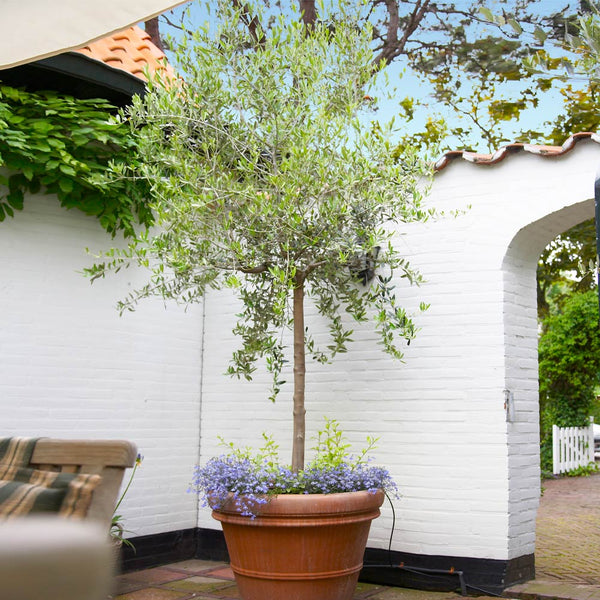 ubrugt bånd spion Koroneiki Greek Olive Tree – Grow Olives Inside - PlantingTree