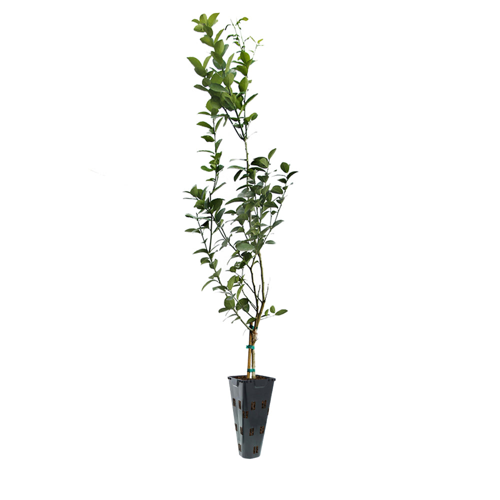 Lemon Tree - Meyer - #5 Container | Mahoney's Garden Center Lemon Tree - Meyer - #5 Container | Mahoney's Garden Center