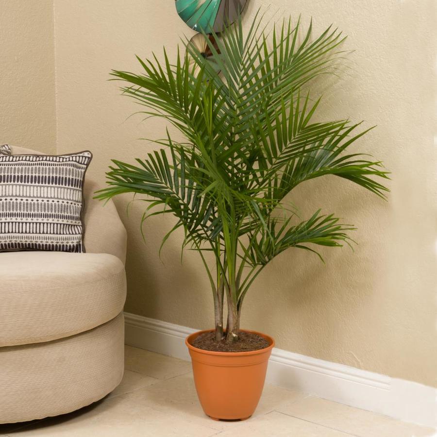 live palm plant Majesty Palm | Majesty Palm Tree