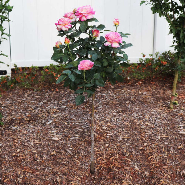 Marc Chagall™  Rose Tree