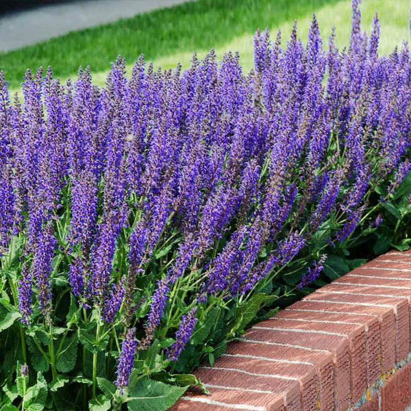 May Night Salvia for Sale – Flowering Perennial - PlantingTree