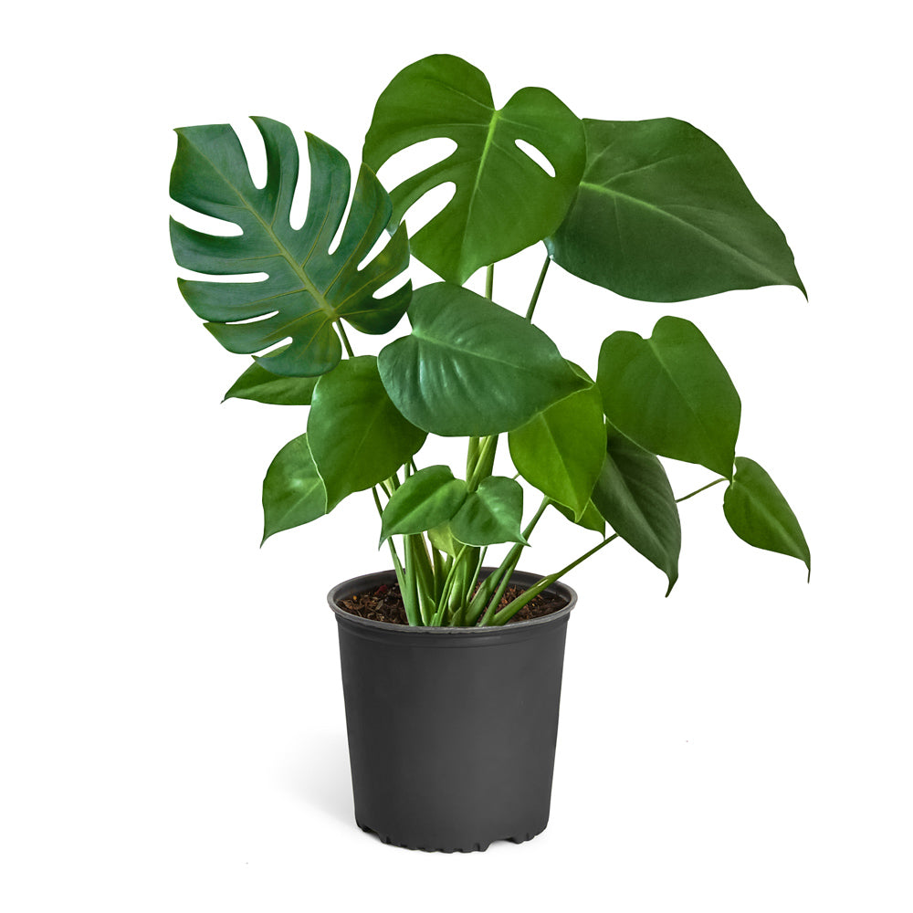 monstera_deliciosaa Monstera Deliciosa Plant | A.K.A. Swiss Cheese Plant