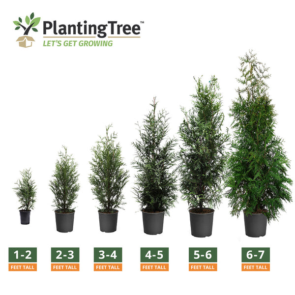 Thuja Green Giant Thuja Green Giant For Sale PlantingTree