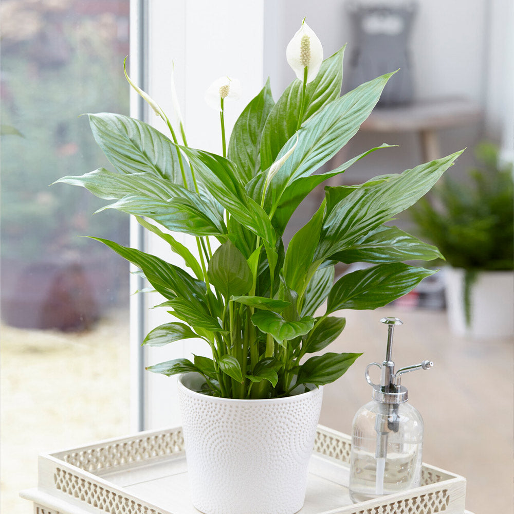 peace lily plant air purifier Peace Lily House Plant | Natural Indoor Air Purifier