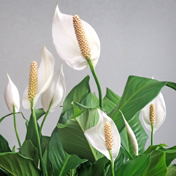Peace Lily House Plant | Natural Indoor Air Purifier - PlantingTree