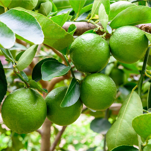 Persian Lime Tree for Sale – Juicy, Seedless Limes - PlantingTree