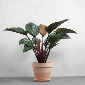 Philodendron Congo Rojo
