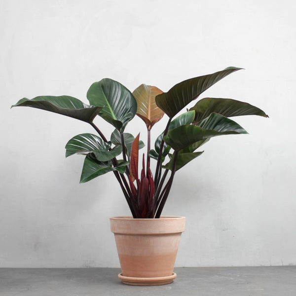 philodendron red congo plant Philodendron Congo Rojo | A Beautiful Houseplant | Purifies Air