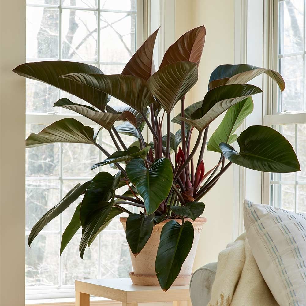 accelerator Knogle Quilt Philodendron Congo Rojo | A Beautiful Houseplant | Purifies Air -  PlantingTree