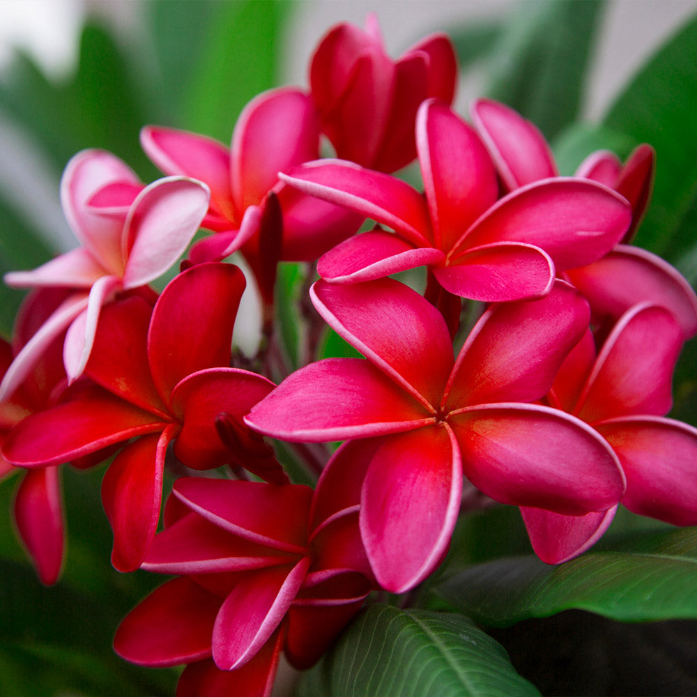 Plumeria Tree exclusively from PlantingTree.com - 3 Gallon - PlantingTree