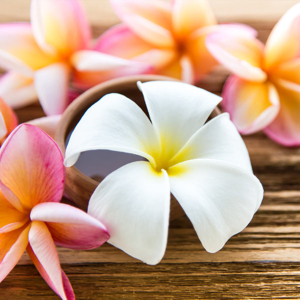 Plumeria Tree exclusively from PlantingTree.com - 2-3 ft. Assorted