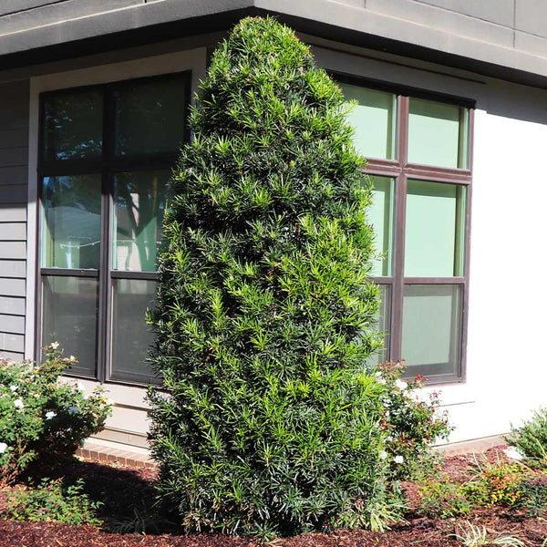 Yew Tree Bullets Yew Podocarpus Plant from PlantingTree - Ship it today! - PlantingTree