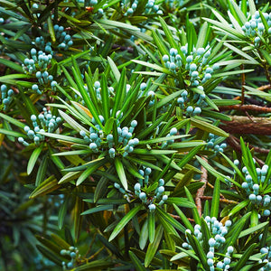 Yew Podocarpus