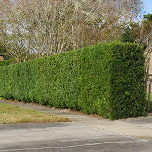 Yew Podocarpus
