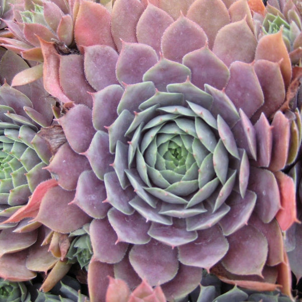 purple green succulent plant Sempervivum Purple Beauty Succulent