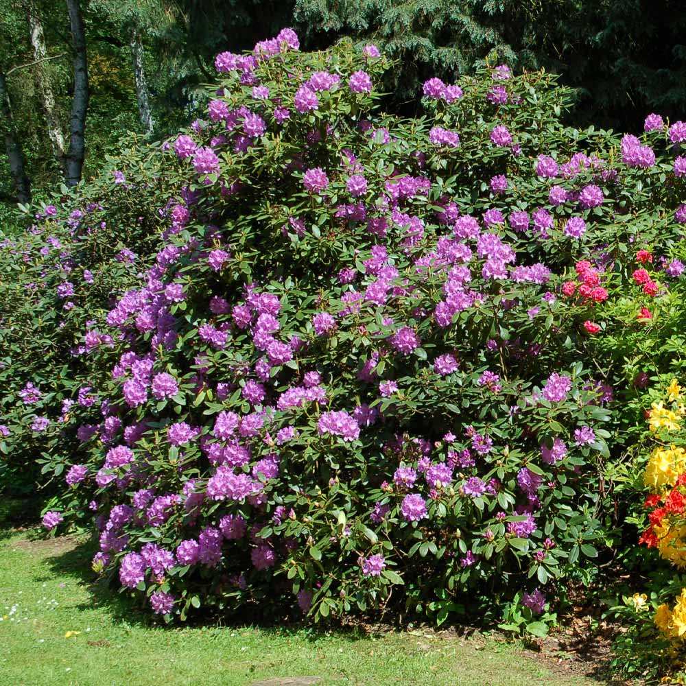Lavender Rhododendron Shrubs for Sale - PlantingTree.com - 1 Gallon