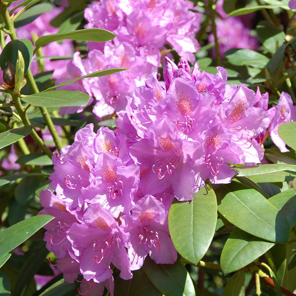 lavender rhododendron tree Lavender Rhododendron Shrubs for Sale - PlantingTree.com