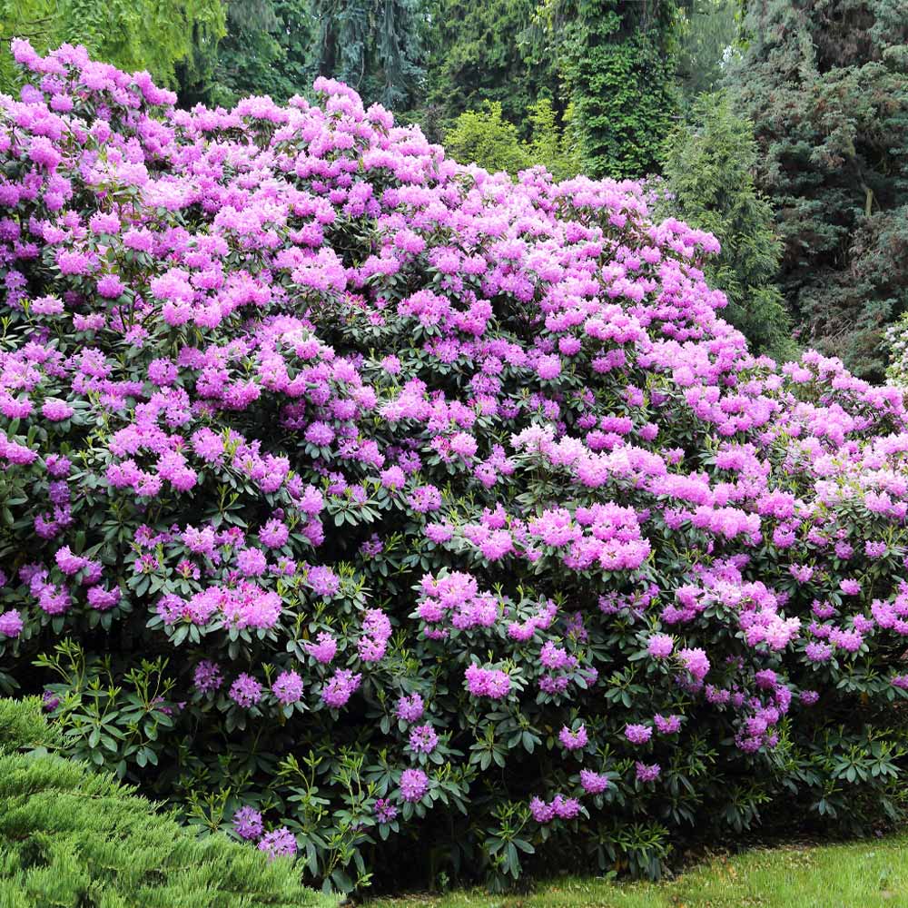lavender flower shrub Lavender Rhododendron Shrubs for Sale - PlantingTree.com
