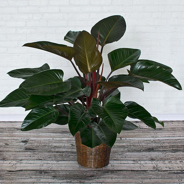 Philodendron Congo Rojo