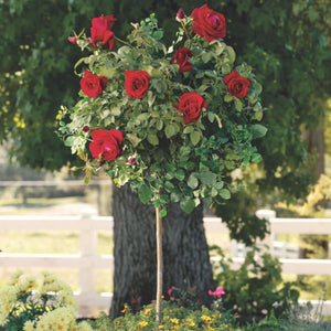 Mister Lincoln Rose Tree