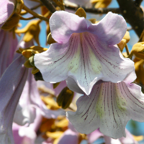 Royal Empress Tree for Sale Fast Growing Tree PlantingTree