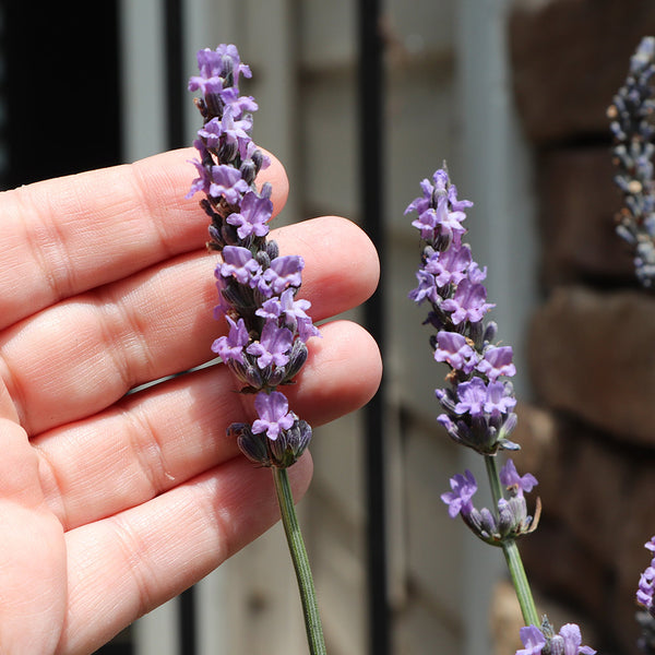 sensational lavender plants Sensational™ Lavender Plant for Sale - PlantSafe Shipping