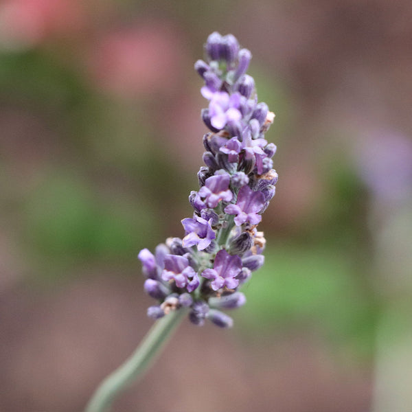 sensational lavender plant care Sensational™ Lavender Plant for Sale - PlantSafe Shipping