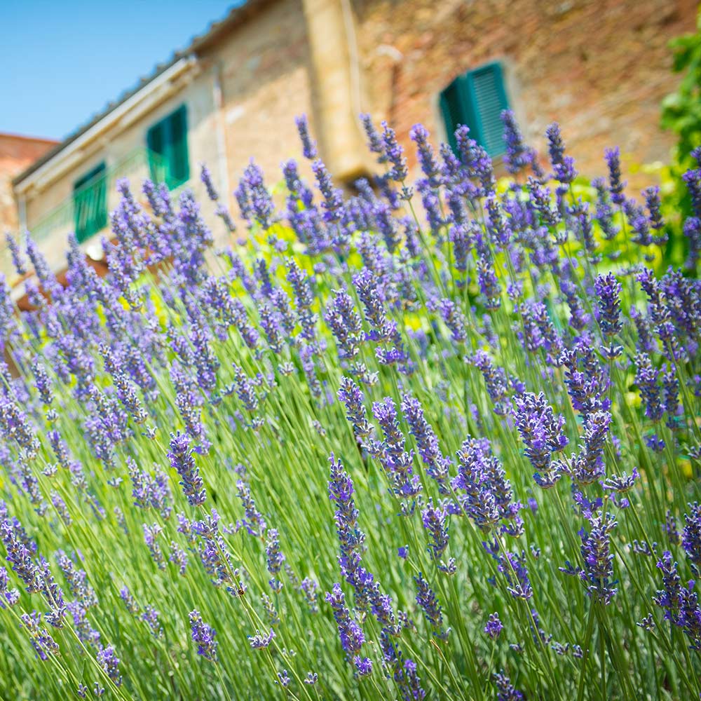 lavender tree price Sensational™ Lavender Plant for Sale - PlantSafe Shipping