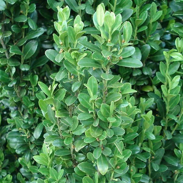 Sky Pencil Holly Japanese Holly Sky Pencil PlantingTree