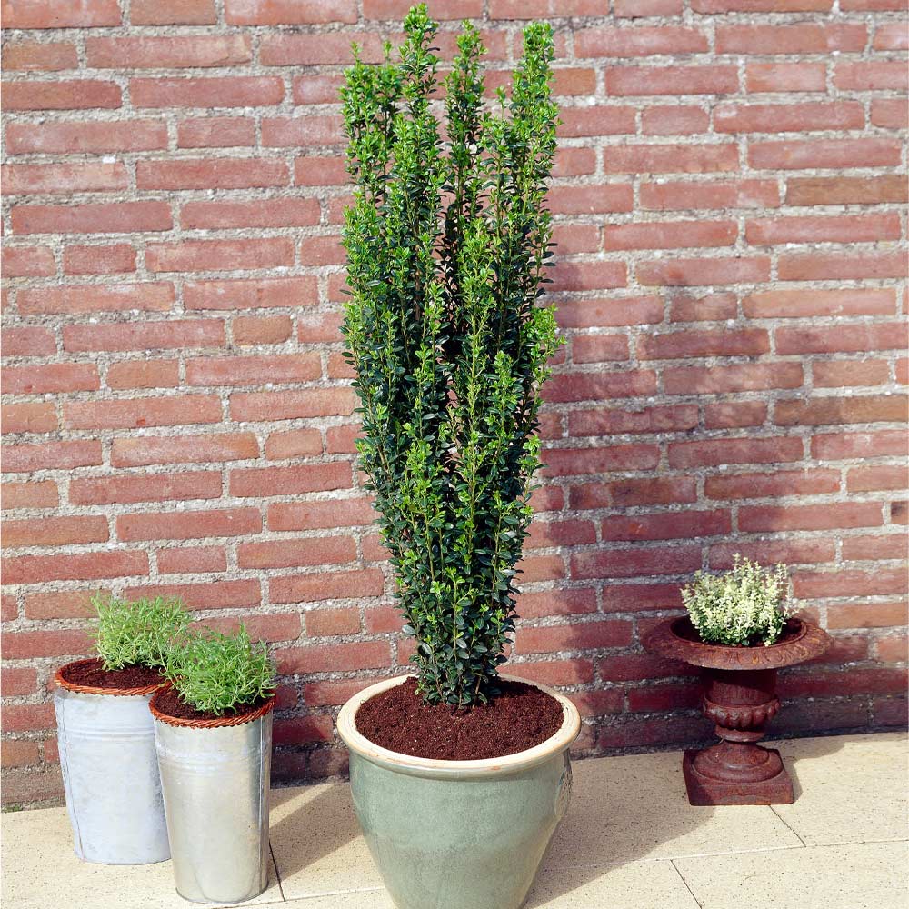 Image of Sky pencil japanese holly shrub in pot