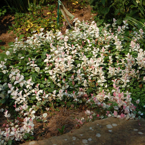 Snow-N-Summer Asiatic Jasmine
