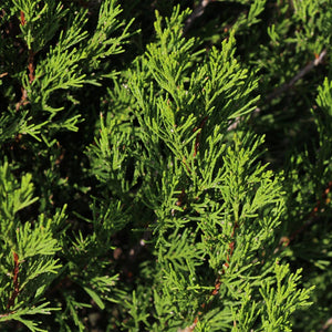 Spartan Juniper Tree