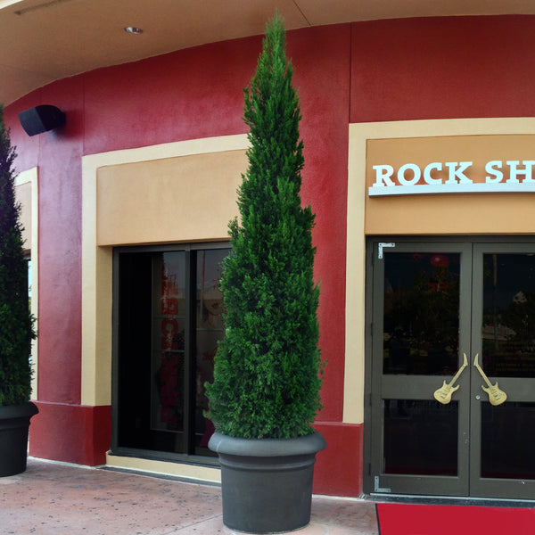 Spartan Juniper Tree