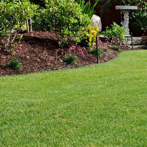 Fescue grass seed discount