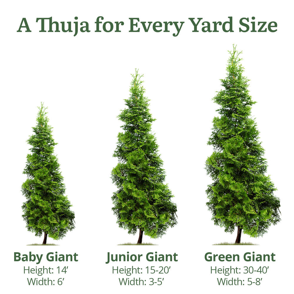 Junior Giant Thuja Tree for Sale - Grows to 20' Tall - PlantingTree