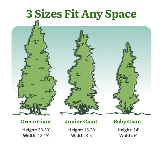Giant arborvitae on sale