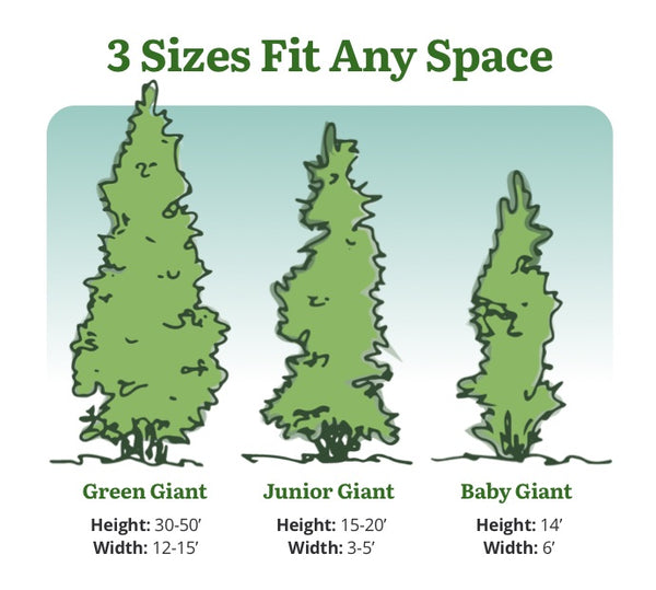 Green Giant Sizes green-giant-sizes