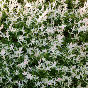 Tri-Color Dappled Willow