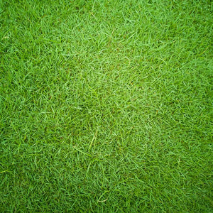 TurboTurf™ Bermudagrass Seed