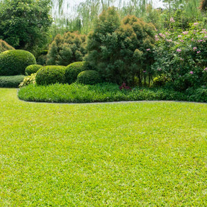 TurboTurf™ Bermudagrass Seed