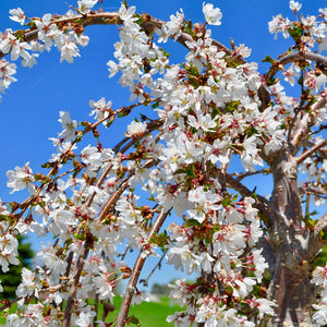 White Weeping Cherry Tree