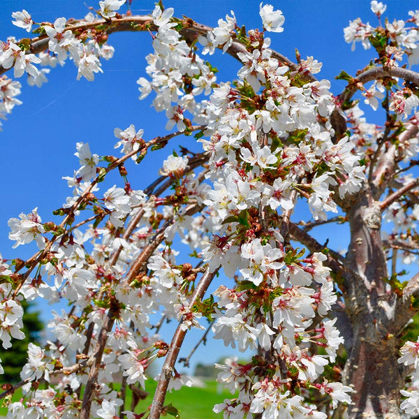 White Weeping Cherry Tree