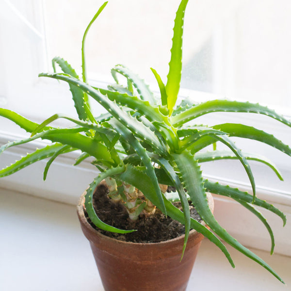 where buy aloe vera plant Aloe Vera Plant for Sale - Delivered to Your Door