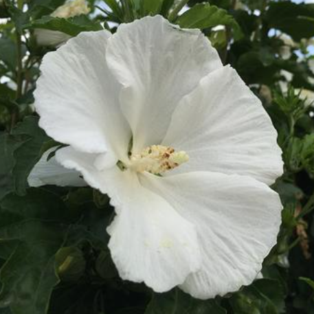 Diana White Althea Tree Form