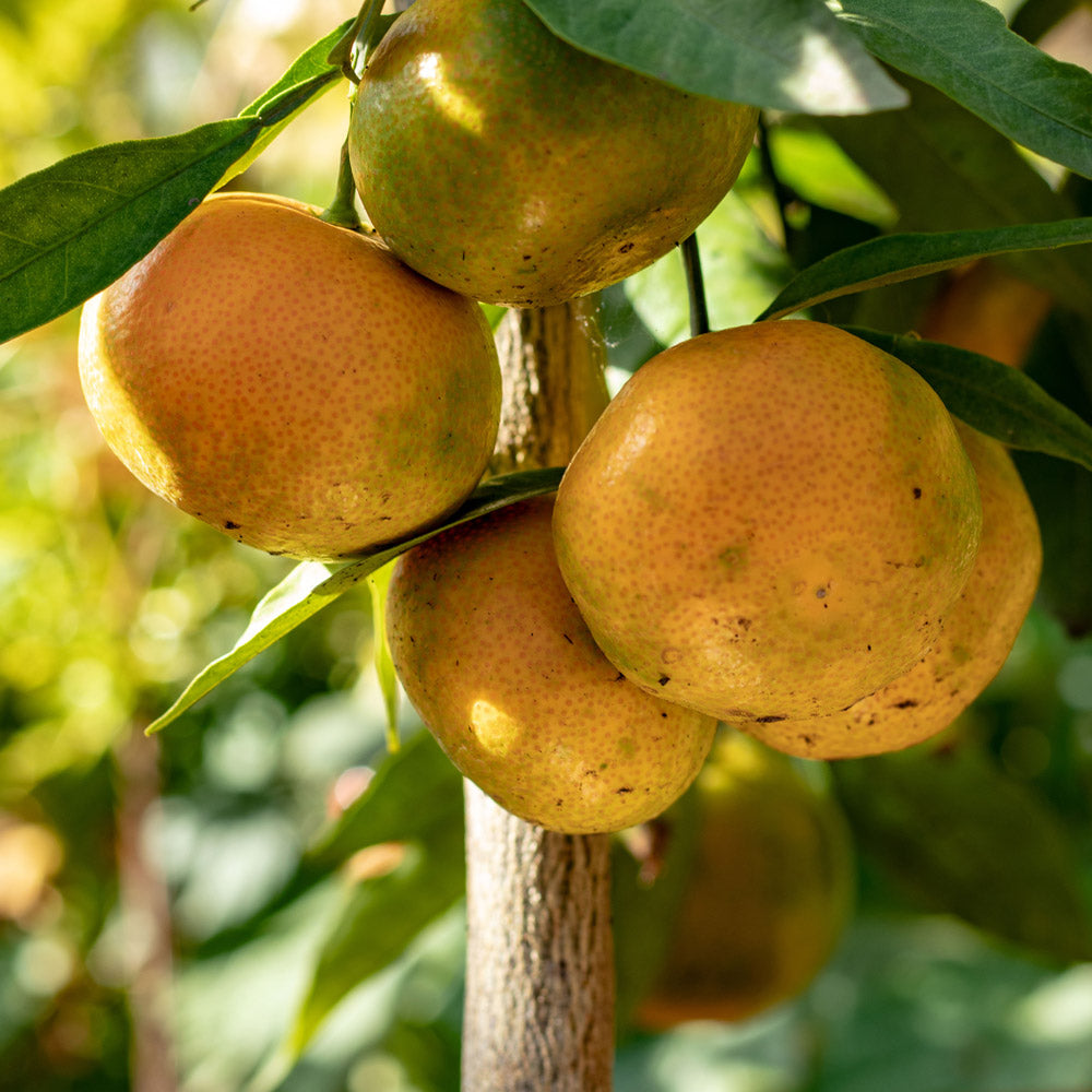 Arctic Frost Satsuma Tree Hardy and Cold Tolerant PlantingTree