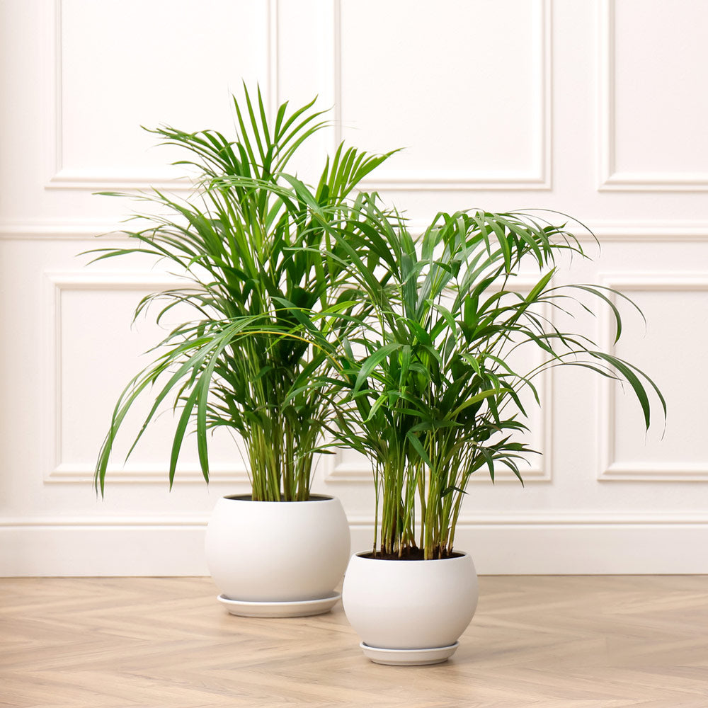 Areca Palm Trees for Sale | Shipped Direct to You | PlantingTree
