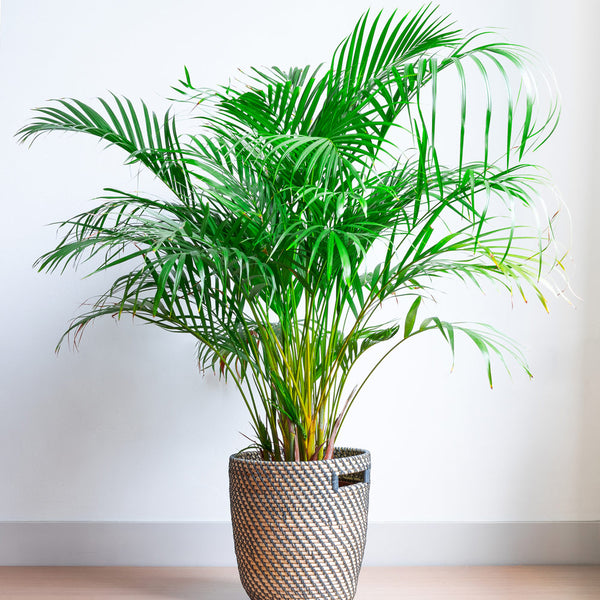 palm leaf plants Areca Palm Plant in 6 inch Pot