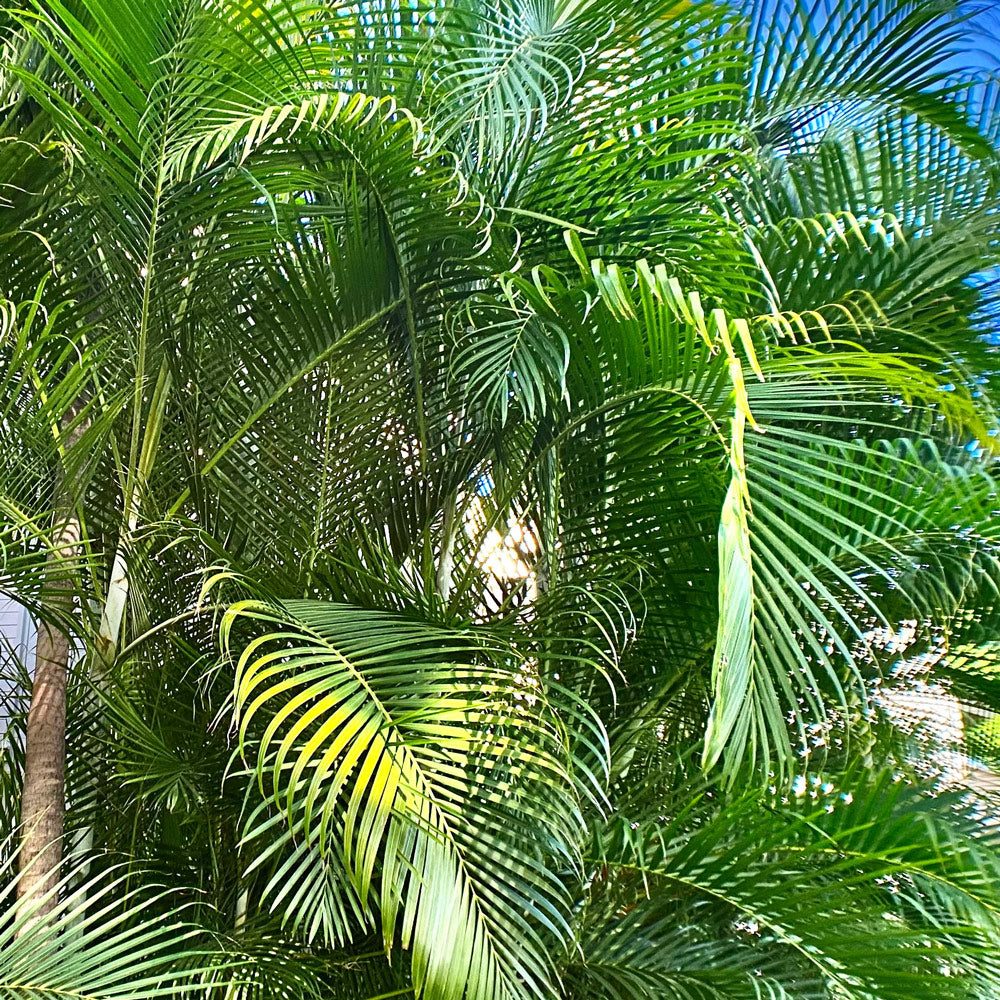 areca palm price Areca Palm Plant in 6 inch Pot